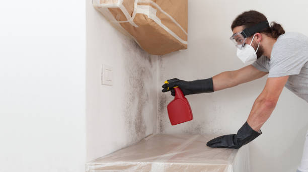Professional Black Mold Remediation technician working in River Grove, IL