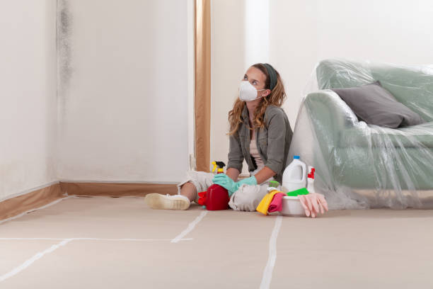 Reliable Black Mold Remediation contractor in River Grove, IL by Mold Remediation HQ