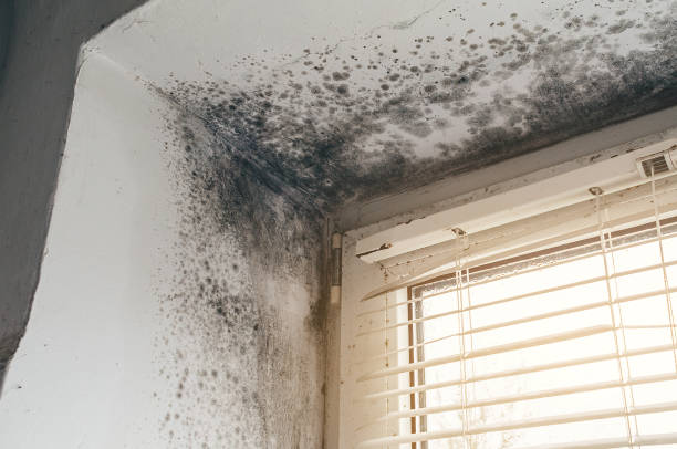Affordable Black Mold Remediation solutions in River Grove, IL